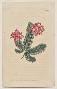 Magazyn botaniczny lub ogród kwiatowy Wyświetlane: Tablica 966, Erica Elegans. Elegancki Heath [Erica glauca] autorstwa Francis Sansom
