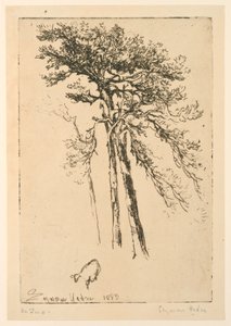 szkockie jodły autorstwa Francis Seymour Haden