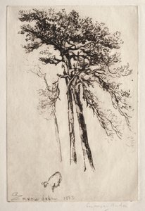 Najnowsze drzewo autorstwa Francis Seymour Haden