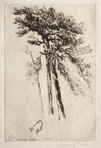 Najnowsze drzewo, 1882. autorstwa Francis Seymour Haden