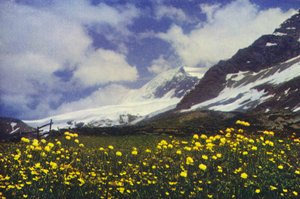 Trollius na przełęczy Simplon (zdjęcie)