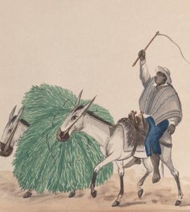 Mężczyzna jadący na mule z podniesionym batem, obok innego muła obładowanego trawą..., ok. godz. 1848.