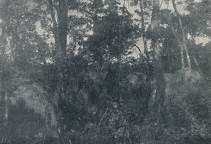 Kabiny indyjskie, 1895