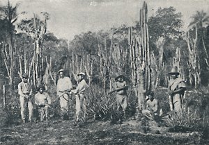 Pola, 1895