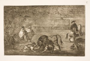 Psy są wypolerowane na byka autorstwa Francisco de Goya