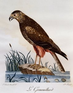Afrykańska błotniak stawowy (Circus ranivorus), grawer z Historii naturalnej ptaków afrykańskich autorstwa Francois Le Vaillant