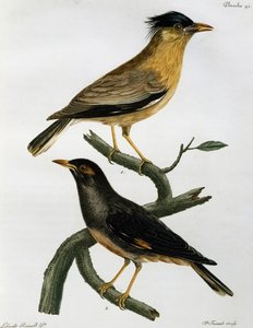 Brahminy Starling (Sturnus pagodarum) i poniżej Bank Myna (Acridotheres ginginianus), grawerunek z Histoire Naturelle des Oiseaux d