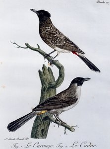 Przylądek Bulbul (Pycnonotus capensis) i poniżej Garden Bulbul (Pycnonotus barbatus), grawerowanie z Histoire Naturelle des Oiseaux d