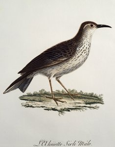 Samiec Cape Longbill (Certhilauda curvirostris), grawerowanie z Histoire Naturelle des Oiseaux d