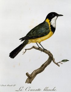Złoty Świstak (Pachycephala pectoralis), grawer z Historii Naturalnej Ptaków Afrykańskich autorstwa Francois Le Vaillant