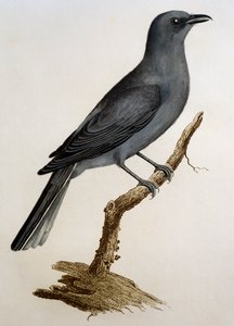 Szary kukułka (Coracina caesia), grawerowanie z Histoire Naturelle des Oiseaux d