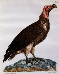Sęp płowy (Torgos tracheliotos), grawerowanie z Historii Naturalnej Ptaków Afryki
