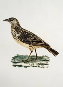 Skowronek wielkodzioby (Galerida magnirostris), grawerowanie z Histoire Naturelle des Oiseaux d
