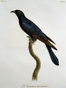 Mężczyzna czarna kukułka (Cuculus clamosus), grawerowanie z Histoire Naturelle des Oiseaux d