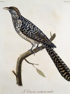 Mężczyzna Coucou tachirou, rycina z Historii naturalnej ptaków Afryki Francois Le Vaillant (1753-1824), Francja autorstwa Francois Le Vaillant