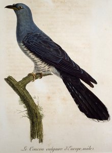 Samiec kukułki zwyczajnej (Cuculus canorus), rycina z Histoire Naturelle des Oiseaux d