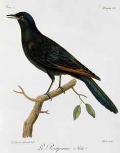 Samiec szpak czerwonoskrzydły (Onychognathus morio), grawerowanie z Histoire Naturelle des Oiseaux d