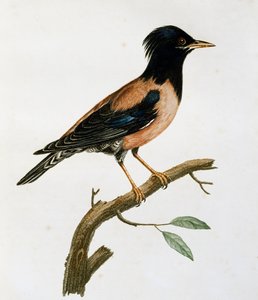 Samiec Rosy Starling (Sturnus roseus), grawerowanie z Histoire Naturelle des Oiseaux d