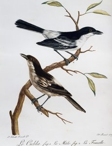 Samiec i samica Puffbacka czarnogrzbietego (Dryoscopus cubla), grawerowanie z Histoire Naturelle des Oiseaux d