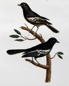 Samiec i samica sikory czarnej (Parus niger), grawerowanie z Histoire Naturelle des Oiseaux d
