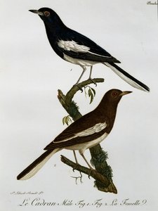 Samiec i samica sroki orientalnej (Copsychus saularis), grawerowanie z Histoire Naturelle des Oiseaux d