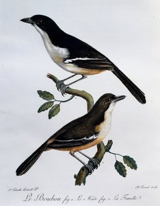 Samiec i samica Southern Boubou (Laniarius ferrugineus), grawerowanie z Histoire Naturelle des Oiseaux d