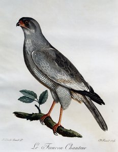 Blady śpiew jastrzębia (Melierax canorus), rycina z historii naturalnej ptaków afrykańskich autorstwa Francois Le Vaillant