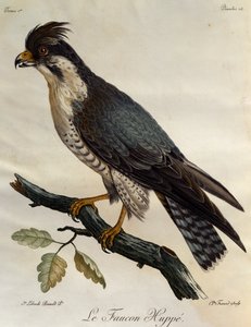Sokół wędrowny (Falco peregrinus), rycina z Historii Naturalnej Ptaków Afryki autorstwa Francois Le Vaillant