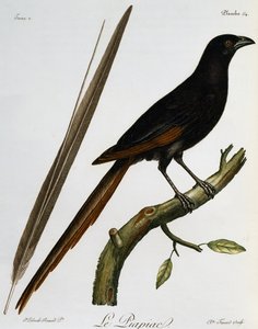 Piapiac (Ptilostomus afer), grawerowanie z Histoire Naturelle des Oiseaux d