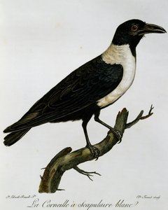 Pied Crow (Corvus albus), rycina z Historii Naturalnej Ptaków Afryki