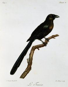 Drzewopiec rakieta ogoniasty (Crypsirina temia), grawerunek z historii naturalnej ptaków afrykańskich autorstwa Francois Le Vaillant