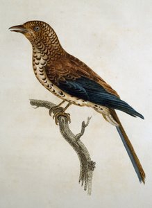 Skowronek czerwonogłowy (Calandrella cinerea), grawerowanie z Histoire Naturelle des Oiseaux d