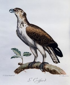 Krótkopalczasty wąż-orzeł (Circaetus gallicus), grawerowanie z historii naturalnej ptaków afrykańskich autorstwa Francois Le Vaillant