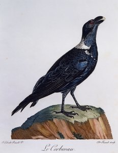 Kruk białoszyi (Corvus albicollis), rycina z Historii Naturalnej Ptaków Afrykańskich