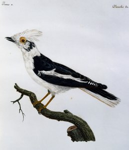 Biała dzierzba hełmowa (Prionops plumatus), rycina z historii naturalnej ptaków afrykańskich