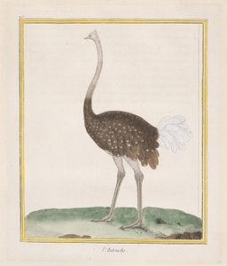 Struś Struś, 1770-86. autorstwa Francois Nicolas Martinet