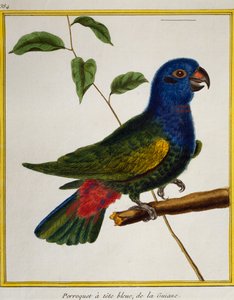 Papuga niebieskogłowa (Pionus menstruus), z Historii Naturalnej Ptaków