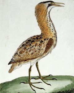 Bąk autorstwa Francois Nicolas Martinet