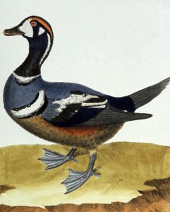 Canard collier. autorstwa Francois Nicolas Martinet