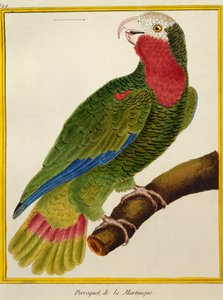 Kubańska papuga (Amazona leucocephala), z historii naturalnej ptaków autorstwa Francois Nicolas Martinet
