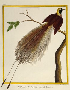 Większy ptak rajski (Paradisaea apoda), z Historii Naturalnej Ptaków autorstwa Francois Nicolas Martinet