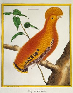 Kogut gwinejski (Rupicola rupicola), z Histoire naturelle des oiseaux autorstwa Francois Nicolas Martinet