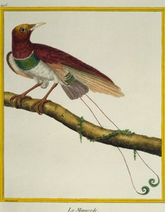Rajski ptak królewski (Cicinnurus regius), z Historii Naturalnej Ptaków autorstwa Francois Nicolas Martinet