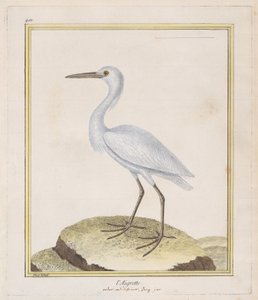 Czapla Czapla, 1770-86. autorstwa Francois Nicolas Martinet