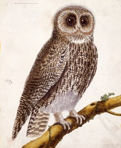 Sowa, z „Histoire Naturelle des Oiseaux” Georgesa de Buffona (1707-88) wydana w 1777 r.