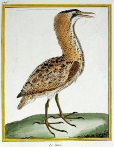 Nauki ścisłe. zoologia. Bąk. Grawer Francois Nicolas Martinet w: Natural History of Birds, Georges Louis Leclerc de Buffon, Francja, ok. 1777 (kolorowy grawer) autorstwa Francois Nicolas Martinet