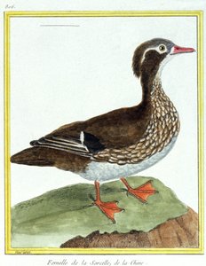 Nauki ścisłe. zoologia. Chińska cyraneczka. Grawer Francois Nicolas Martinet w: Natural History of Birds, Georges Louis Leclerc de Buffon, Francja, ok. 1777 (kolorowy grawer)