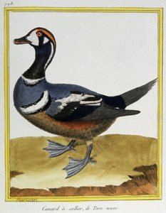 Nauki ścisłe. zoologia. Kaczka z Nowej Fundlandii. Grawerowanie Francois Nicolas Martinet w: Natural History of Birds, Georges Louis Leclerc de Buffon, Francja, ok. 1777 (kolorowe grawerowanie)