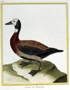Nauki ścisłe. zoologia. Świstun euroazjatycki. Grawer Francois Nicolas Martinet w: Natural History of Birds, Georges Louis Leclerc de Buffon, Francja, ok. 1777 (kolorowy grawer) autorstwa Francois Nicolas Martinet