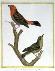 Nauki ścisłe. zoologia. Wróbel z Ile de France. Grawer Francois Nicolas Martinet w: Natural History of Birds, Georges Louis Leclerc de Buffon, Francja, ok. 1777 (kolorowy grawer) autorstwa Francois Nicolas Martinet